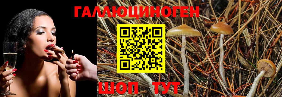 Галлюциногенные грибы Psilocybe Саратов